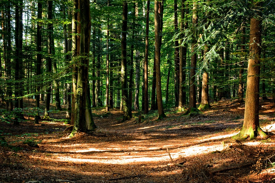 Nueva Zelanda anuncia cambios a la silvicultura en su Sistema de Comercio de Emisiones 